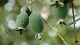 Three feijoas ripening on a tree.