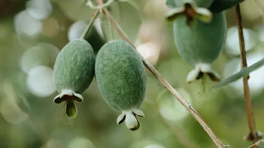 Three feijoas ripening on a tree.