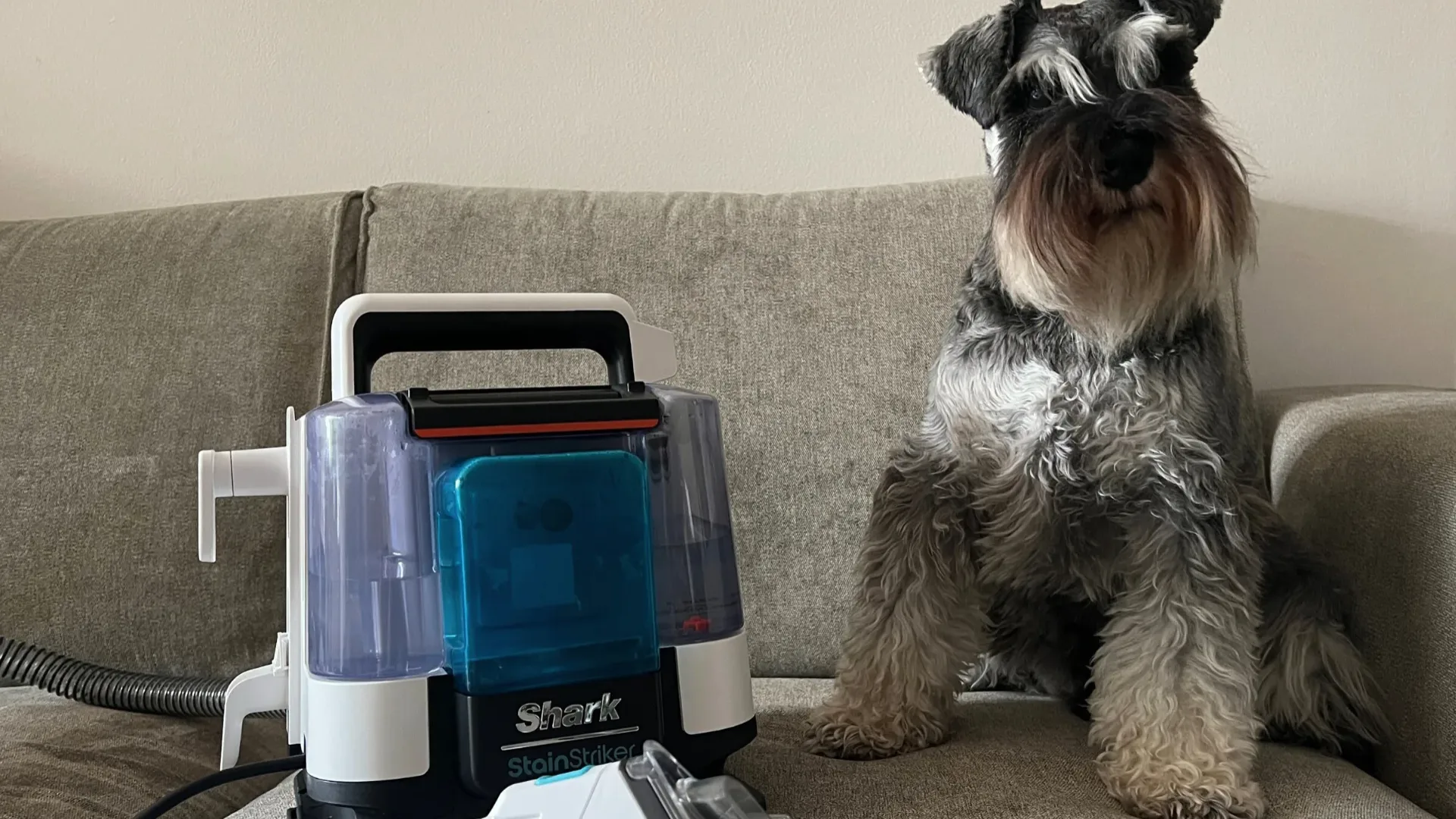A schnauzer and the shark stain striker on a grey sofa