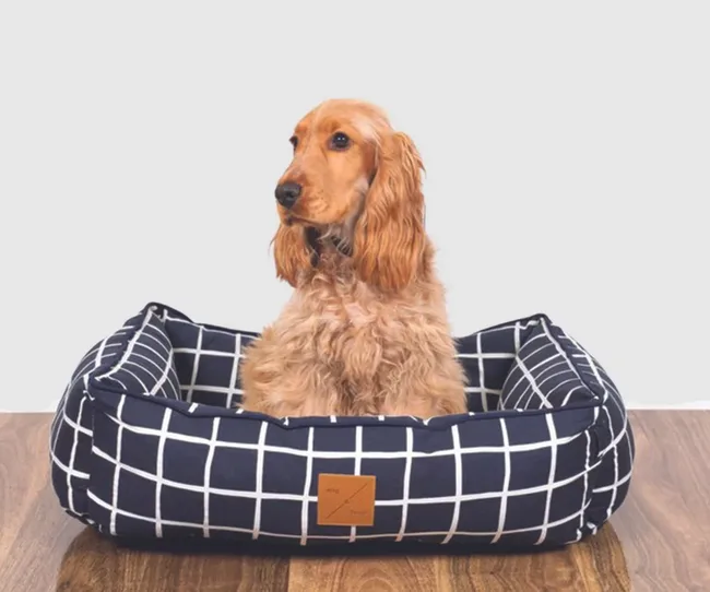 A spaniel sitting in a blue and white dog bed