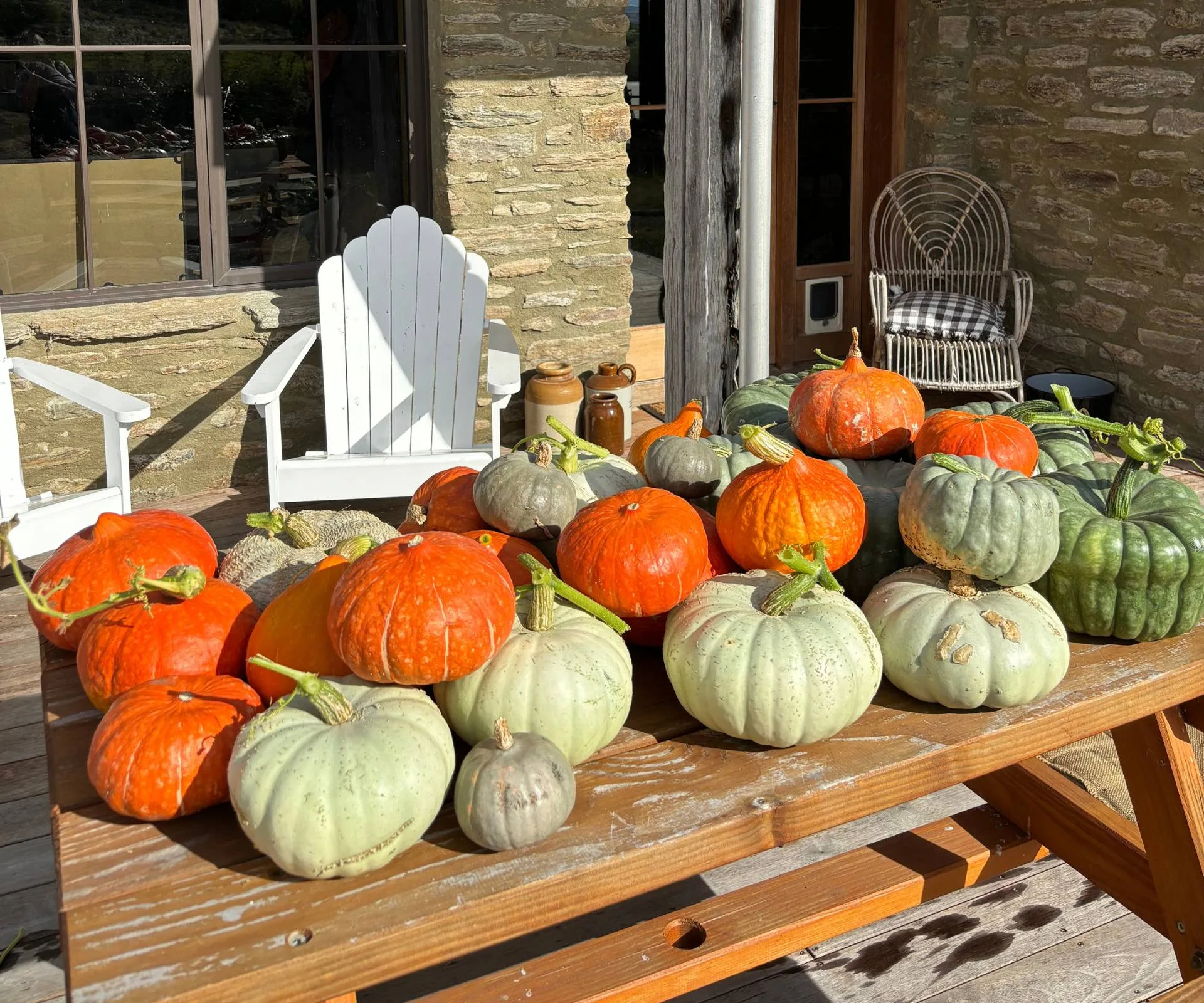 A table covered in pumpkins that Poppy Prendergast grew