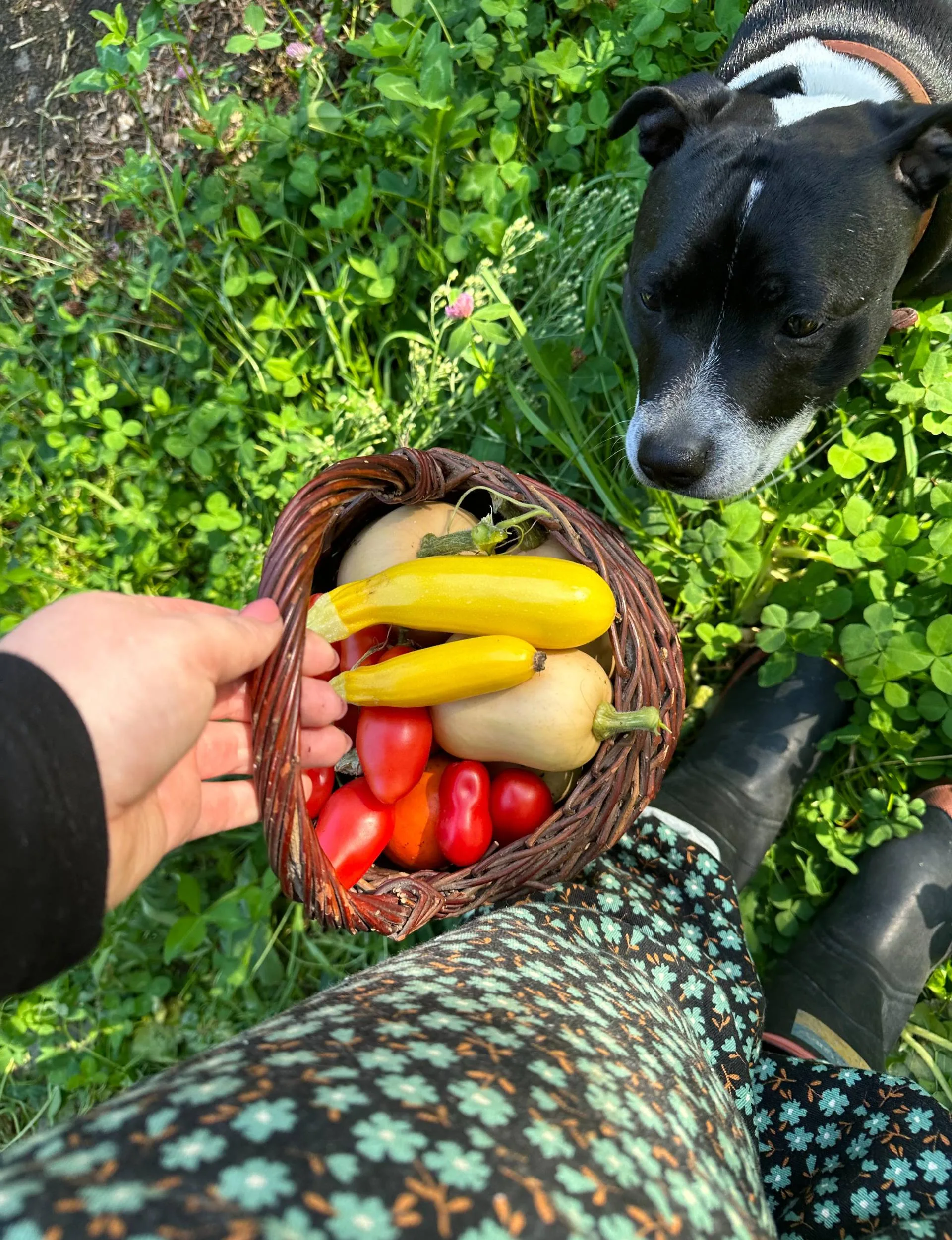 Poppy holding a basket full of produce