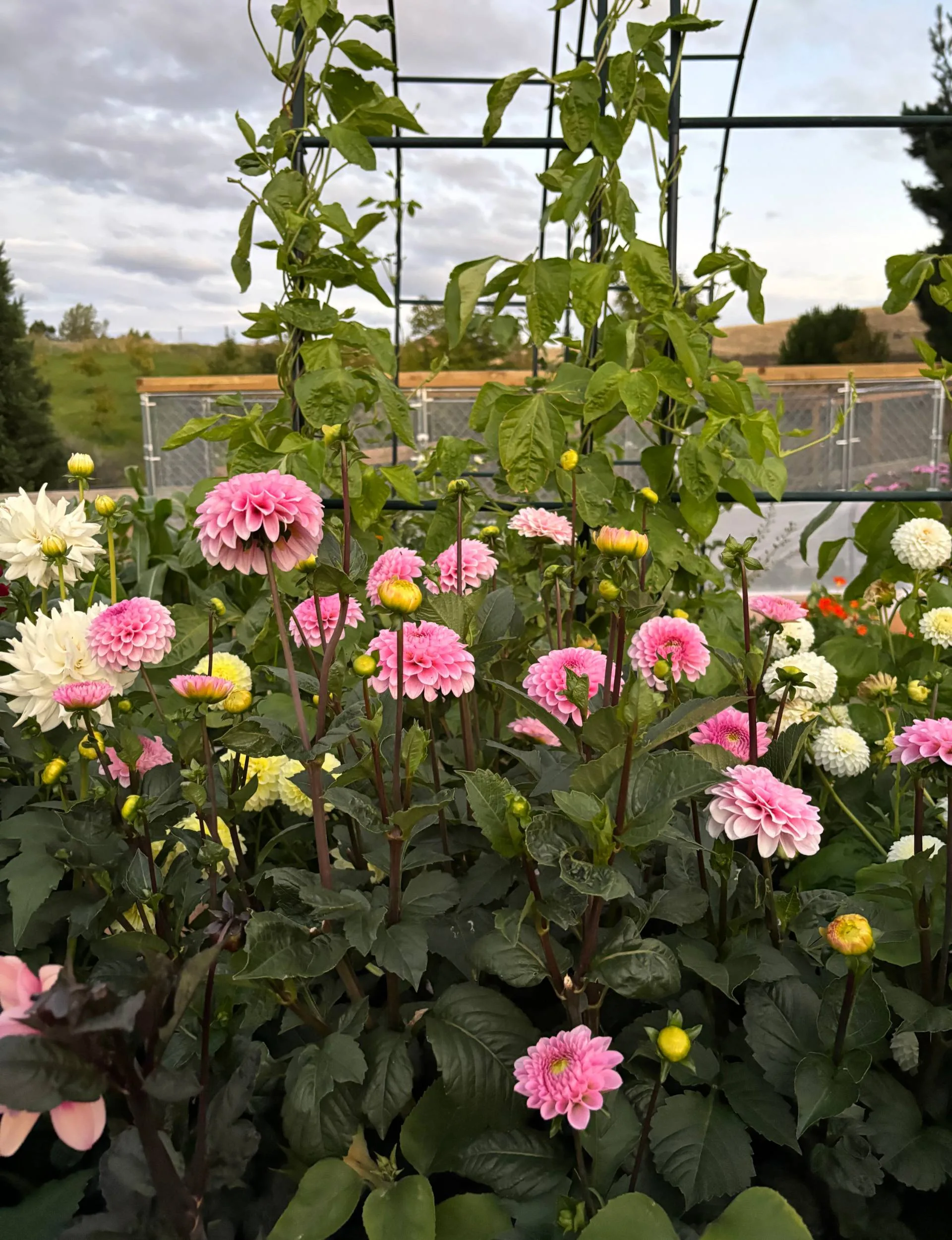 Poppy Prendergast's colourful flowers in her garden