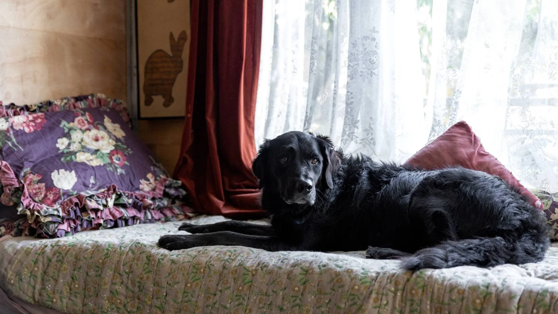 Reb Fountain's dog laying on her bed