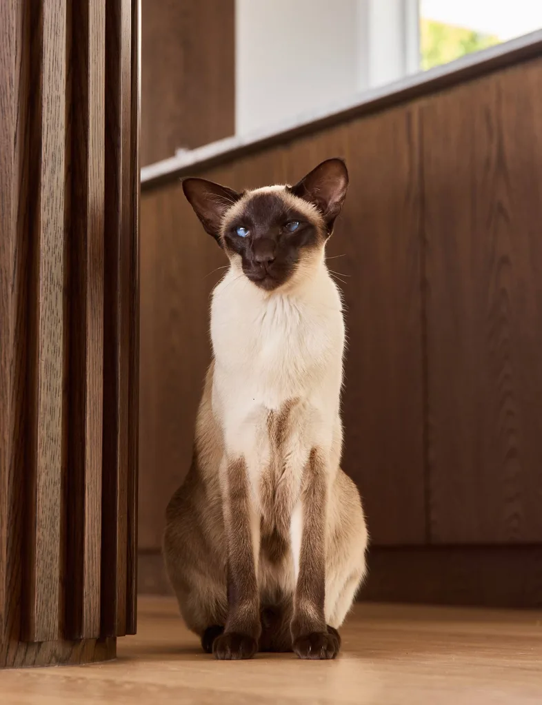 Siamese cat Pippi sitting in the 70s home kitchen