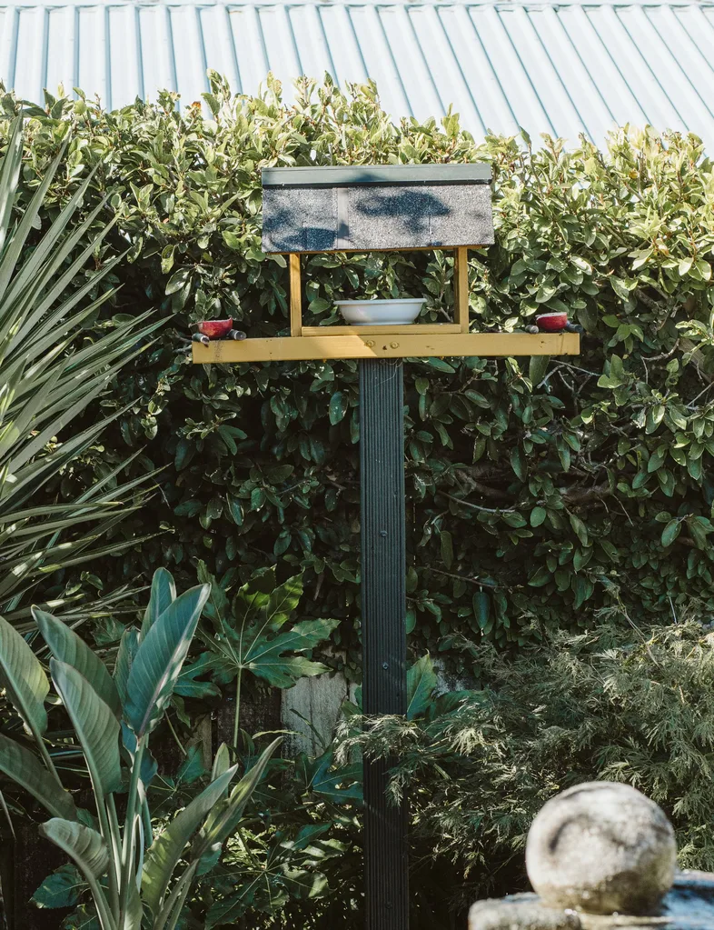A newly constructed bird feeder in this New Plymouth outdoor area means local birds are visiting