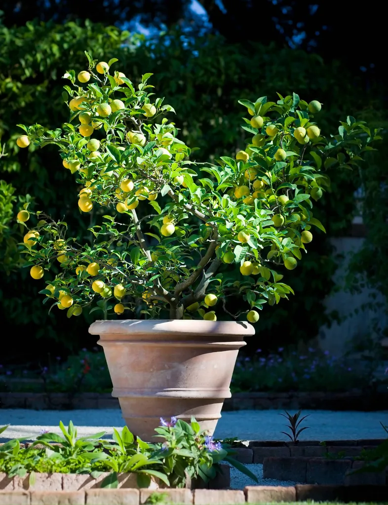 A lemon tree in a pot