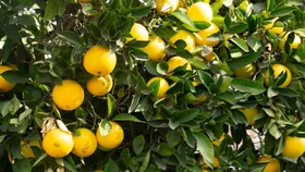 How to prune a lemon tree