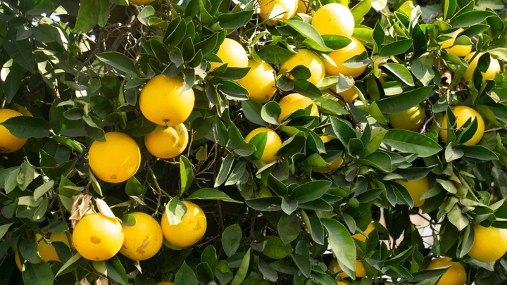 How to prune a lemon tree