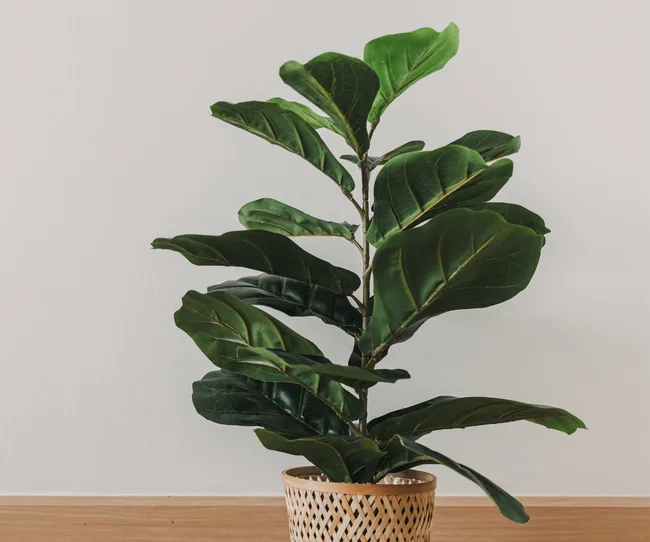 A fiddle leaf fig plant in a woven pot