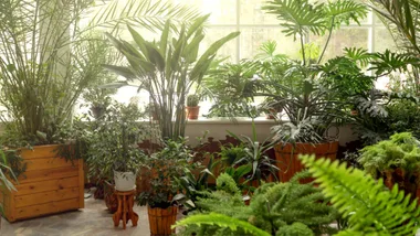 An indoor jungle made up of many house plants