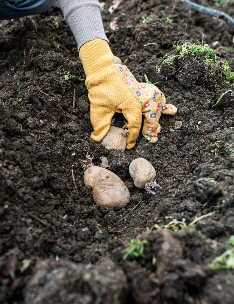 Chitted potatoes with long shoots placed in the soil.