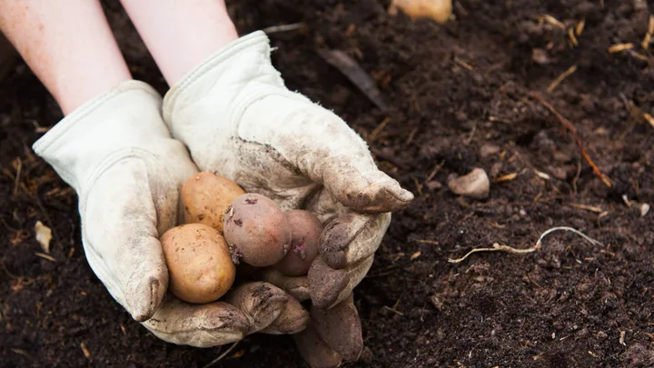 Someone wearing gloves harvesting potatoes