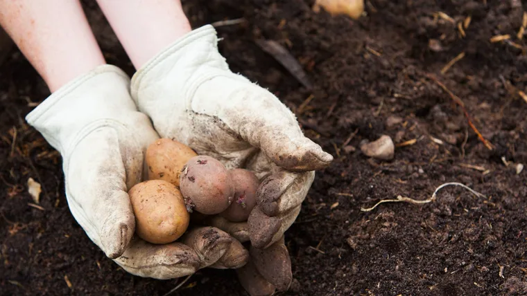 Someone wearing gloves harvesting potatoes