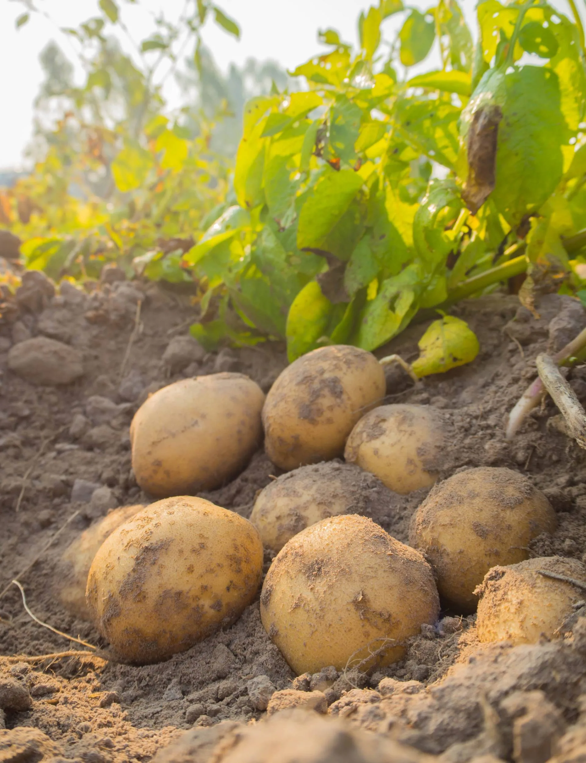 Growing potatoes in the ground 