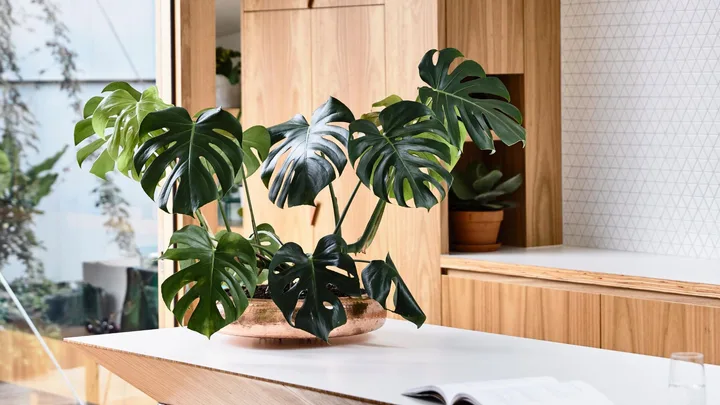 Potted monstera plant on kitchen island