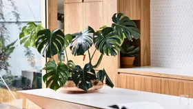 Potted monstera plant on kitchen island