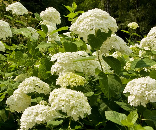 White hydrangeas