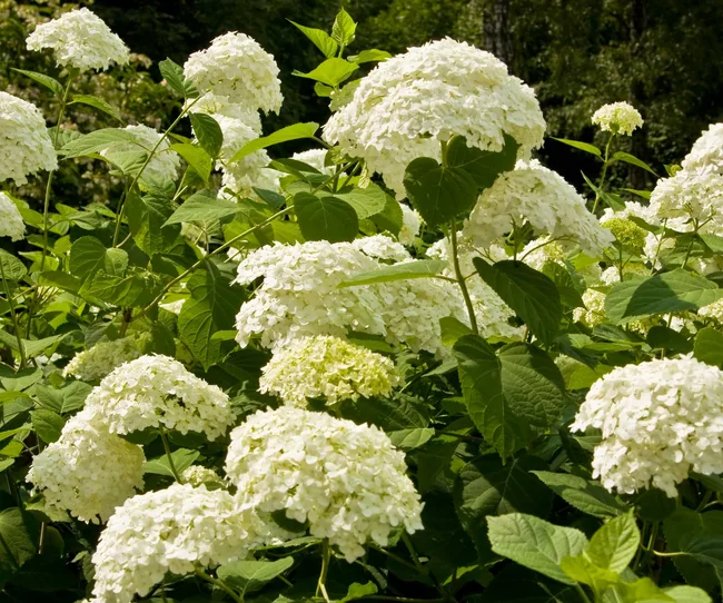 White hydrangeas