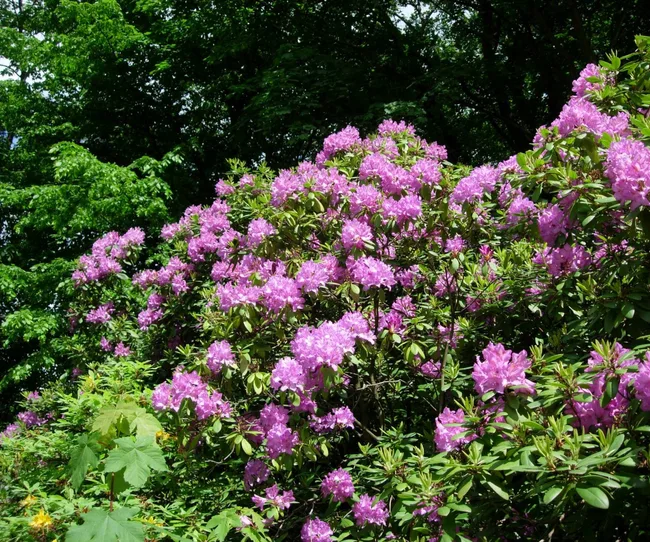 Rhododendron