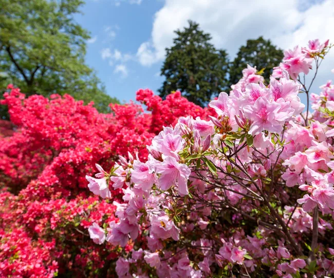 Azelea plant