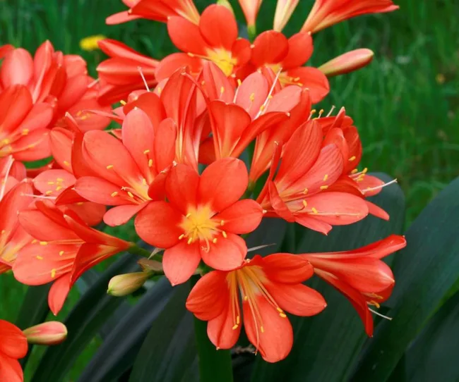 Clivia plant