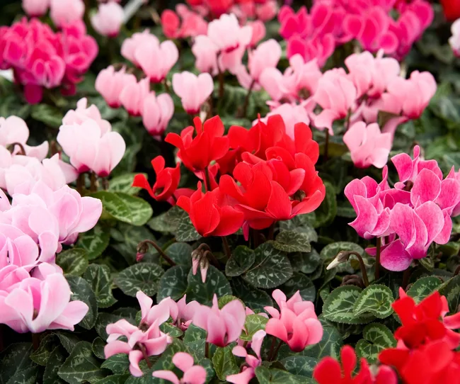 Cyclamen in bloom