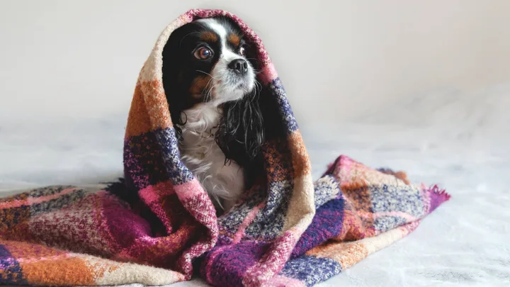 A dog cuddled into a blanket