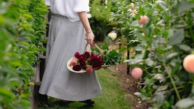 This Tauranga flower garden is blooming with dahlias, zinnias, strawflowers and more