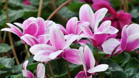 Cyclamen flowers