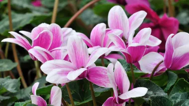 Cyclamen flowers