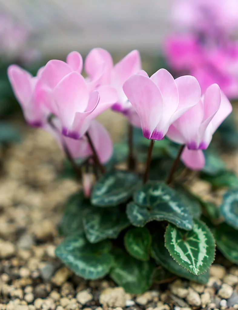Cyclamen in bloom
