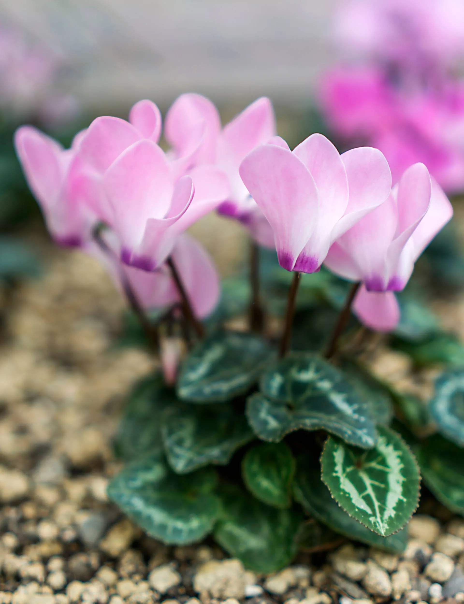 Cyclamen in bloom 