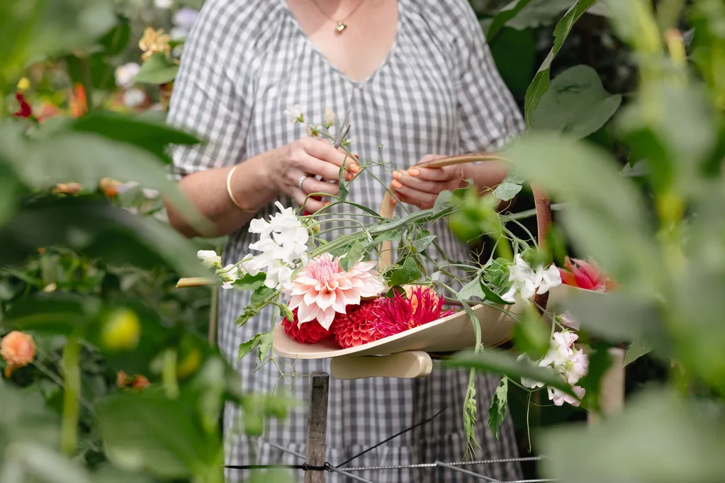 Madeleine with a trug full of dinner plate dahlias.