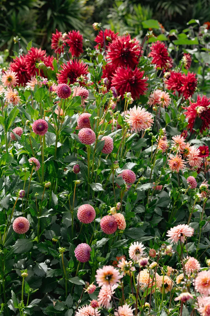 Red, dark pink and pink dahlias growing.