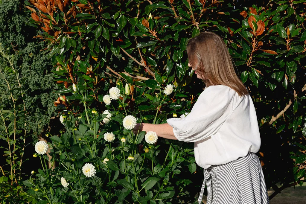 Madeleine Lambert picking her bowen dahlias.