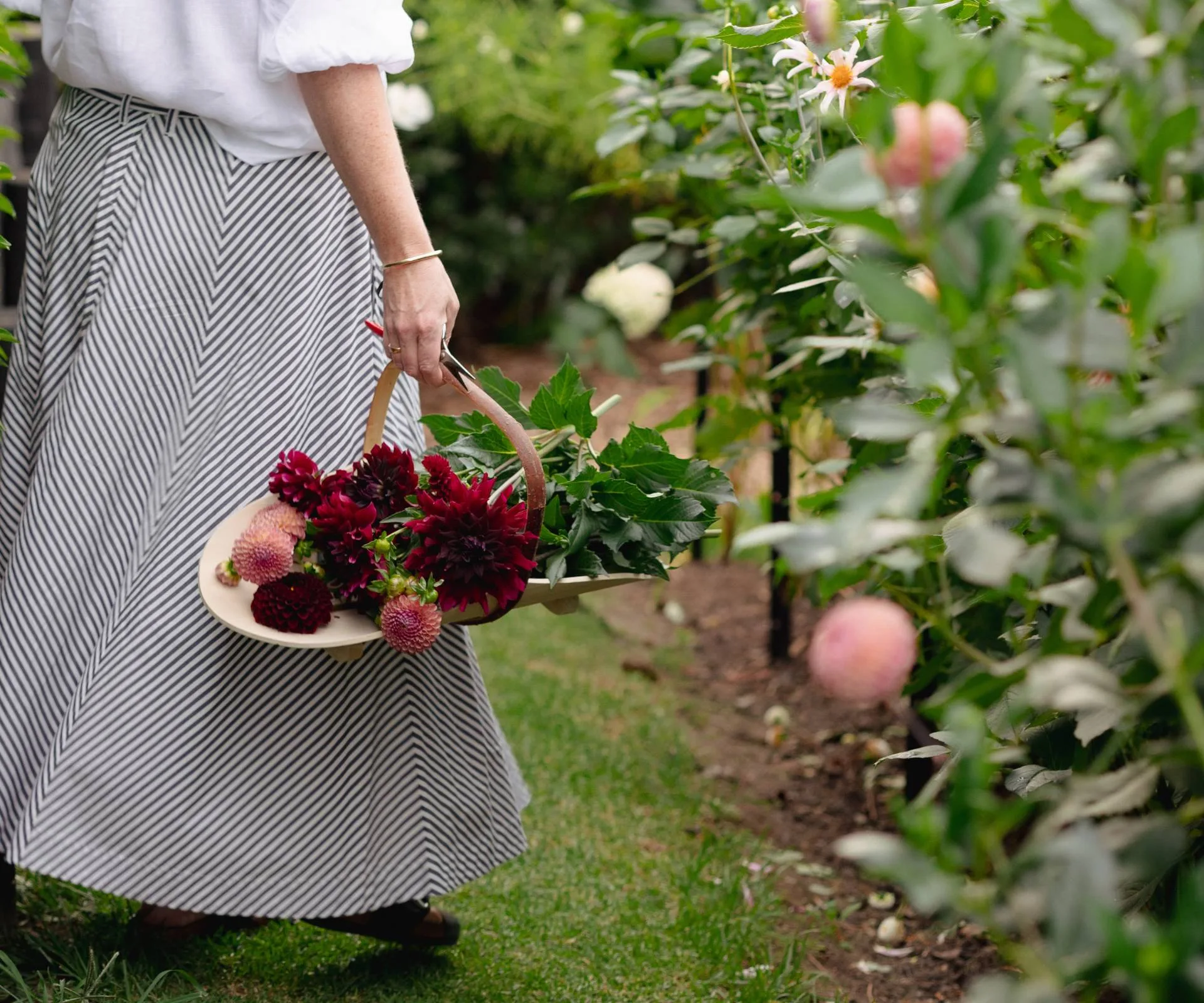Madeleine Lambert in her garden with a trug of dahlias 