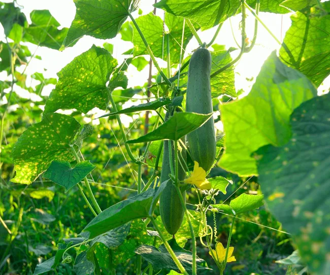 Growing cucumber
