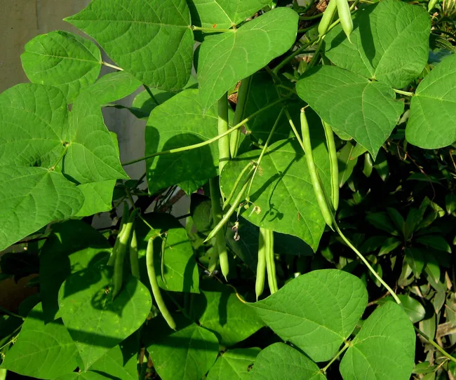 Growing beans