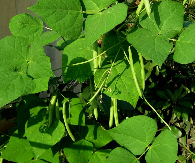 Growing beans