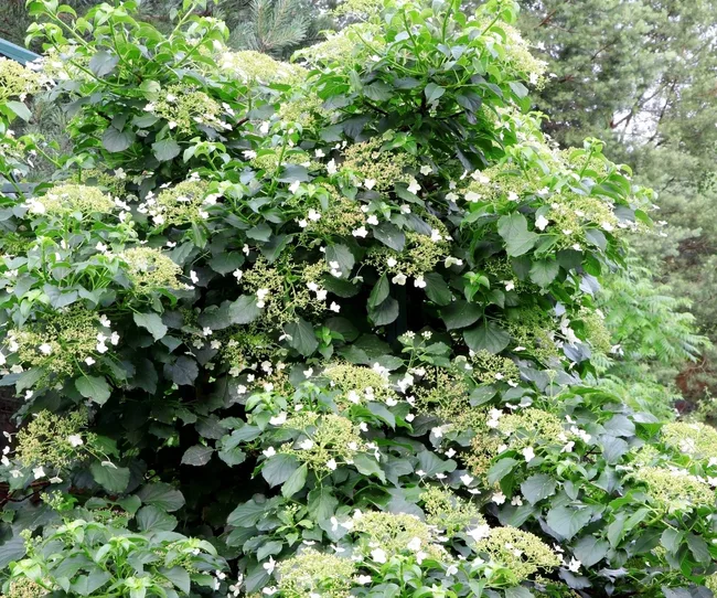A climbing hydrangea plant