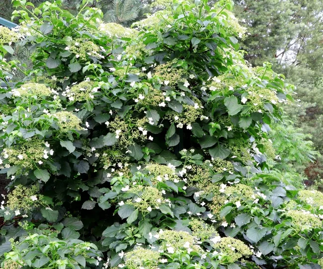A climbing hydrangea plant