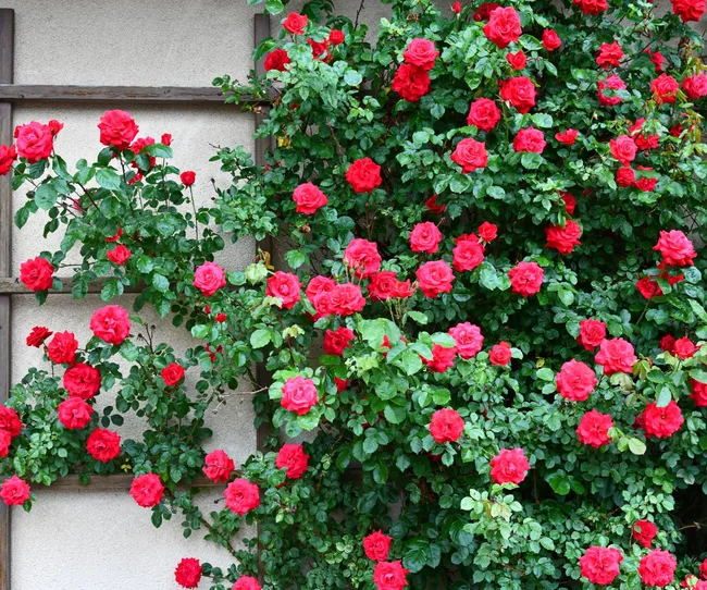 Climbing rose