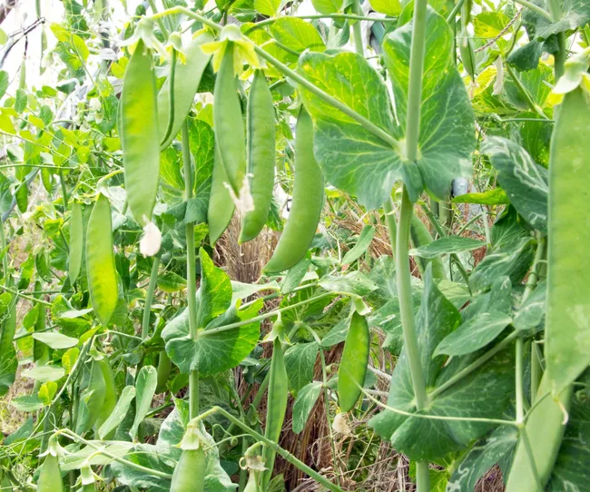 Growing cucumber