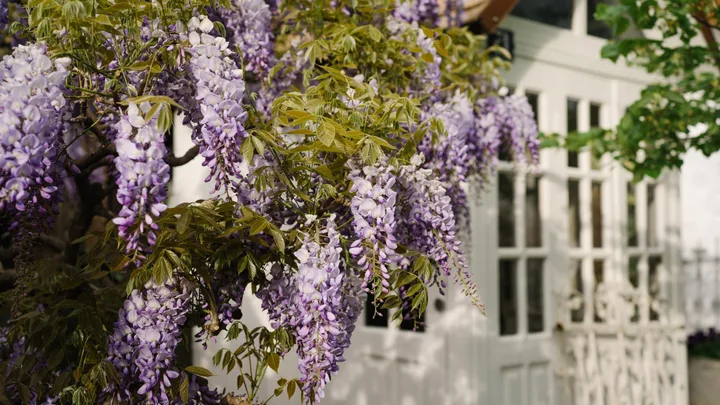 Wisteria is one of the best climbing plants to include in your garden.
