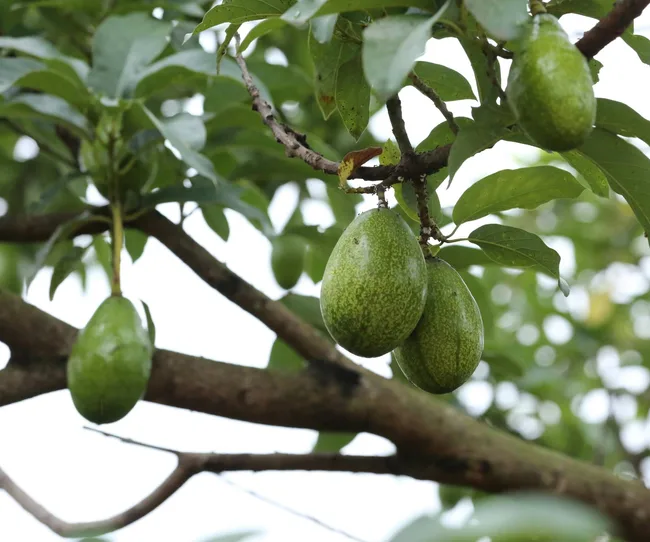 Avocados on a branch