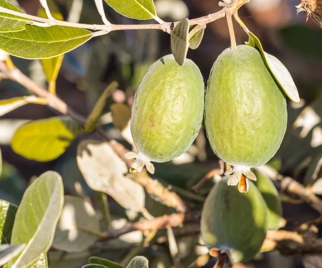 Feijoa growing on a tree