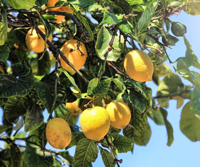 Lemons growing on a tree