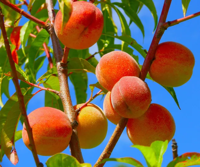 Peaches growing