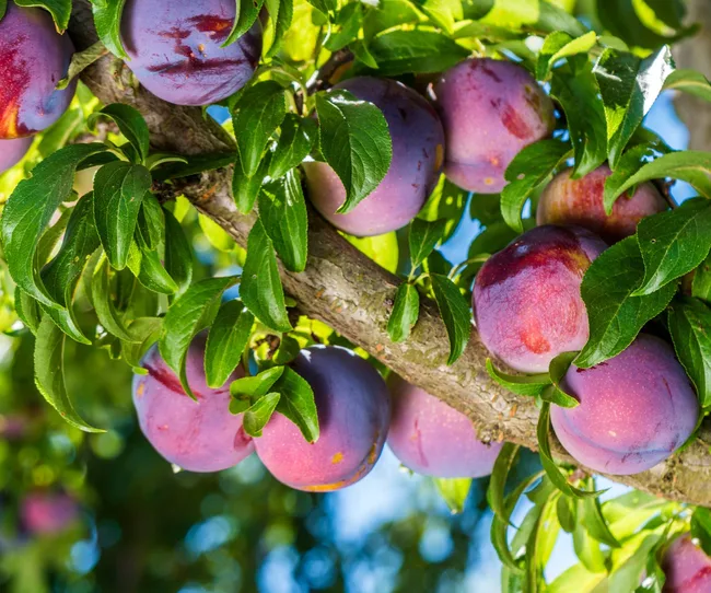 Plums growing on a tree